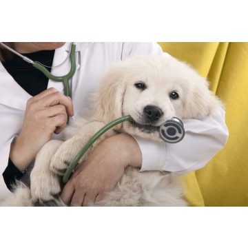 Állatgyógyászat